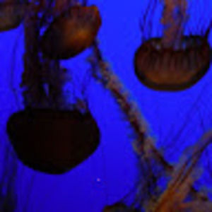 Meet your Posher, Pablo